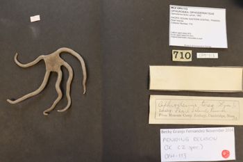 Media type: image; Invertebrate Zoology OPH-113